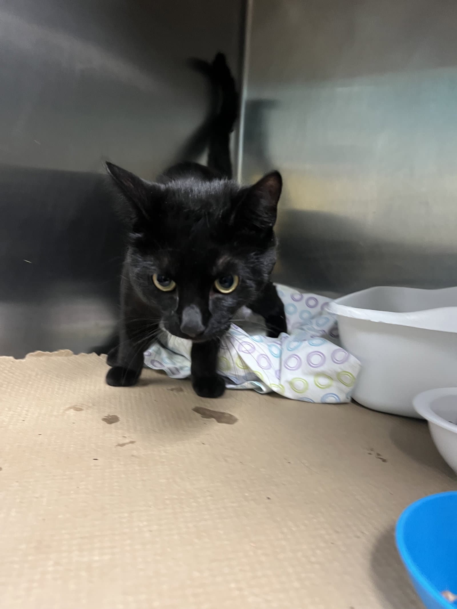 Shadow Dancer Tas - Domestic Short Hair