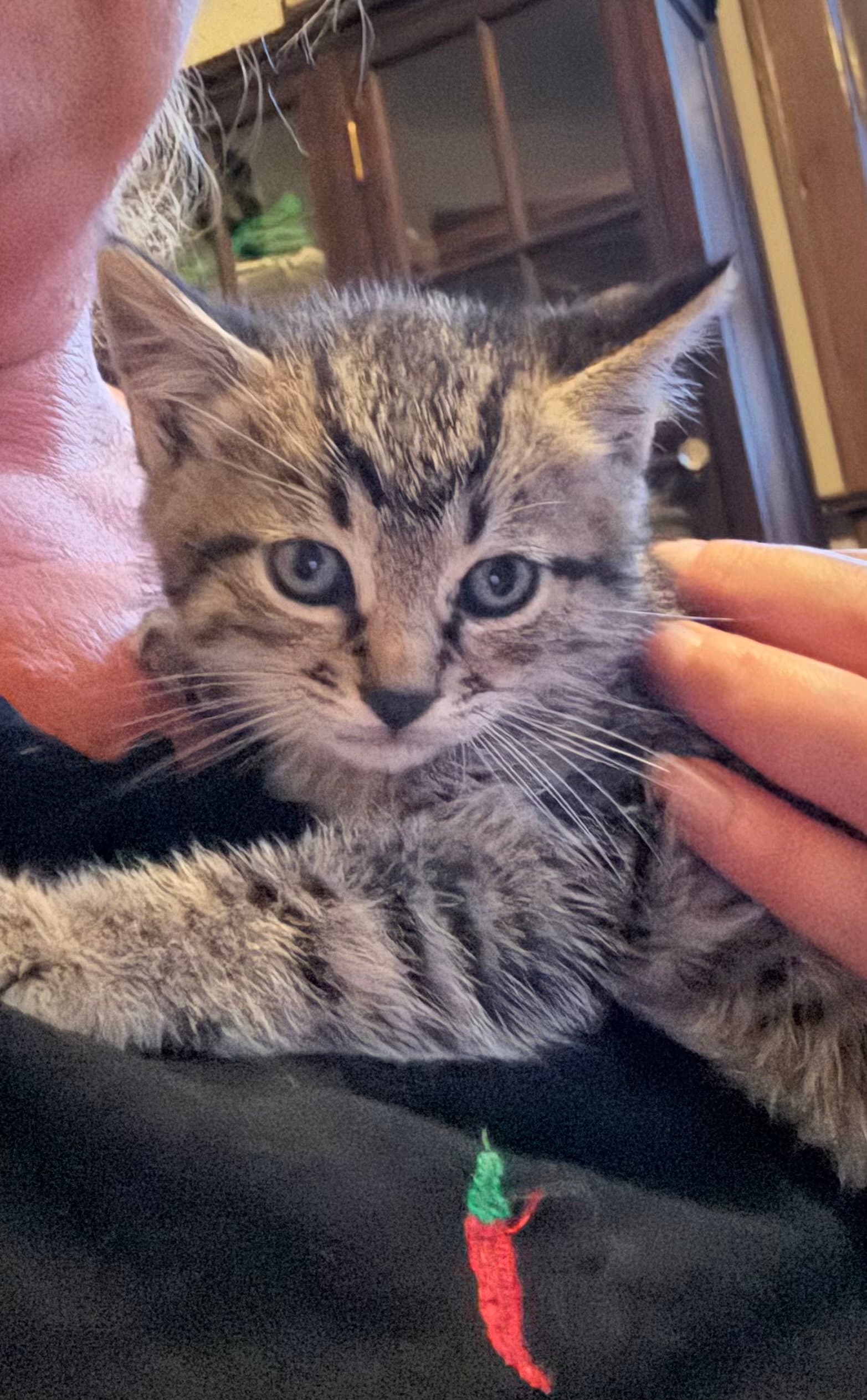 Finnie - Domestic Short Hair