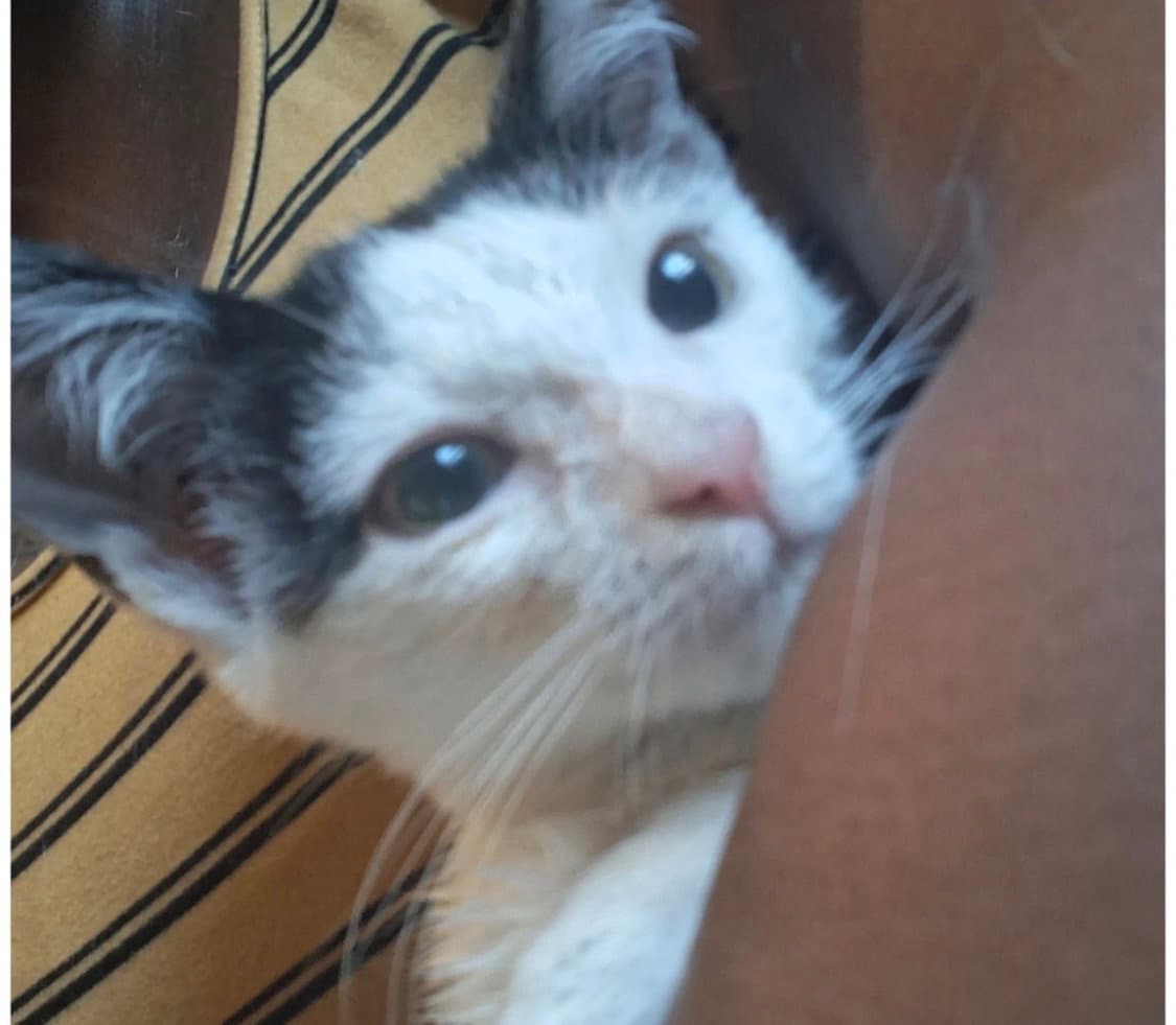 Xbox - Domestic Short Hair