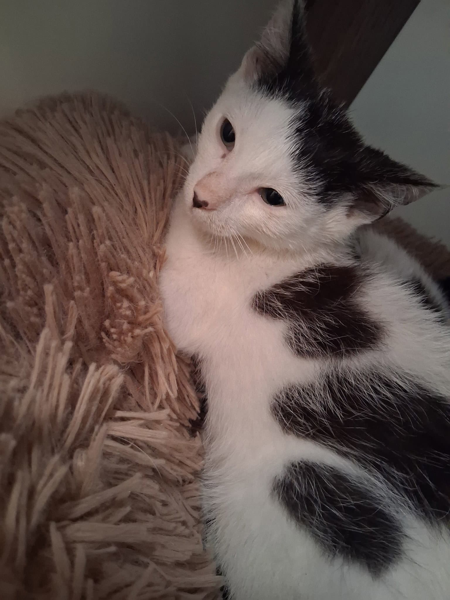 Playstation - Domestic Short Hair