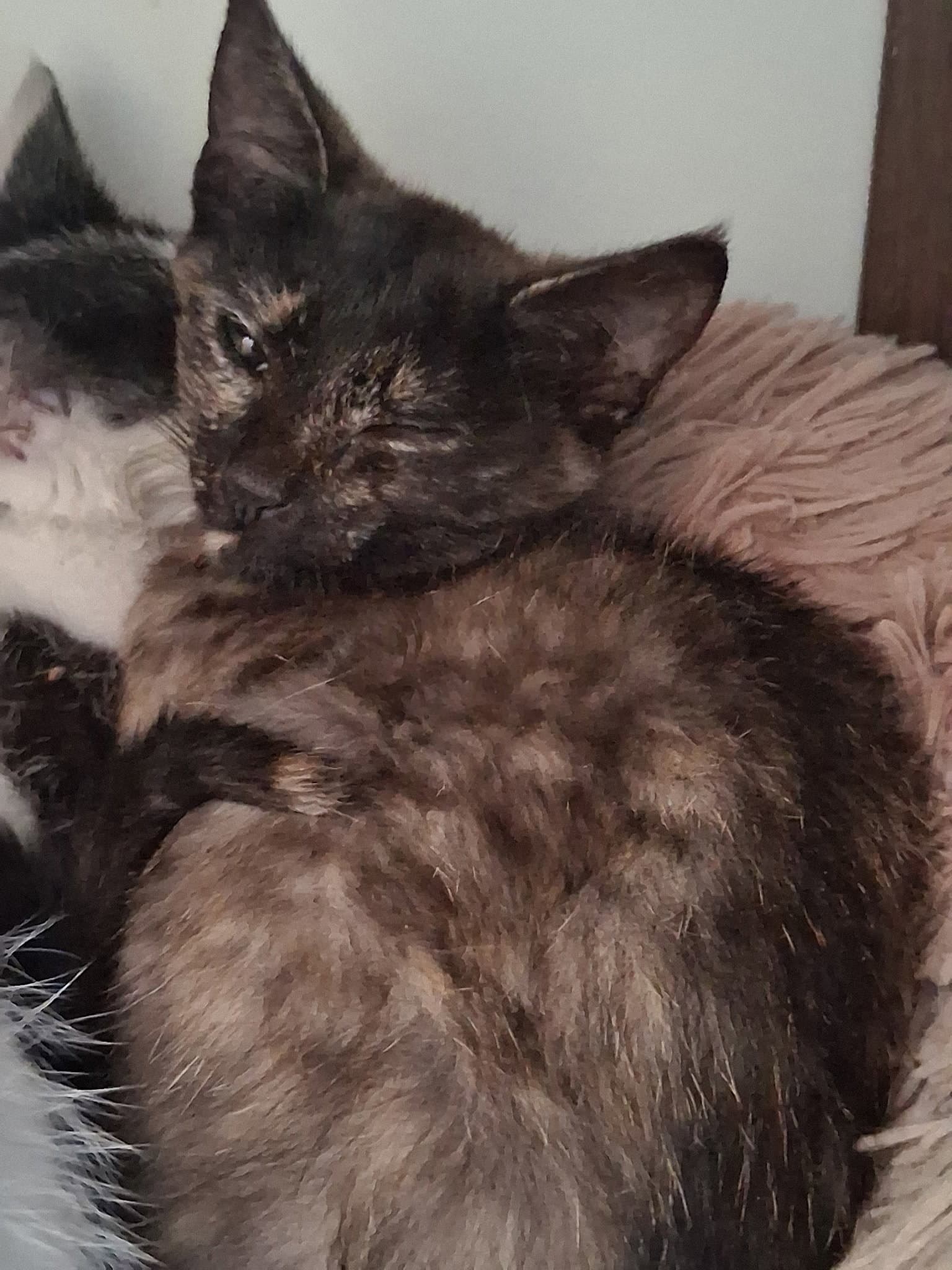 Nintendo - Domestic Short Hair