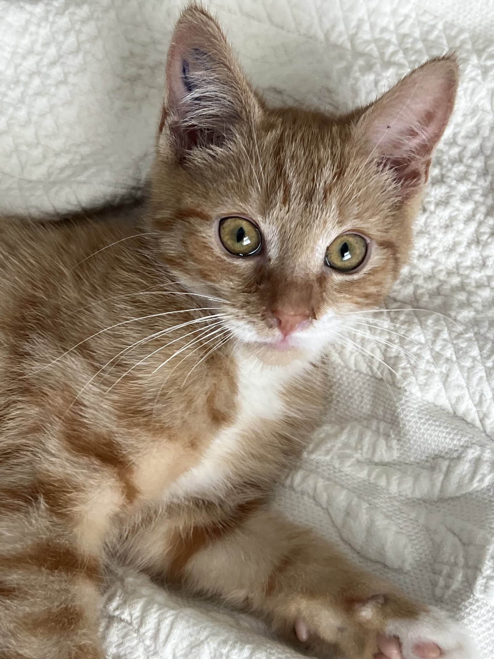Darla Nagle - Domestic Short Hair
