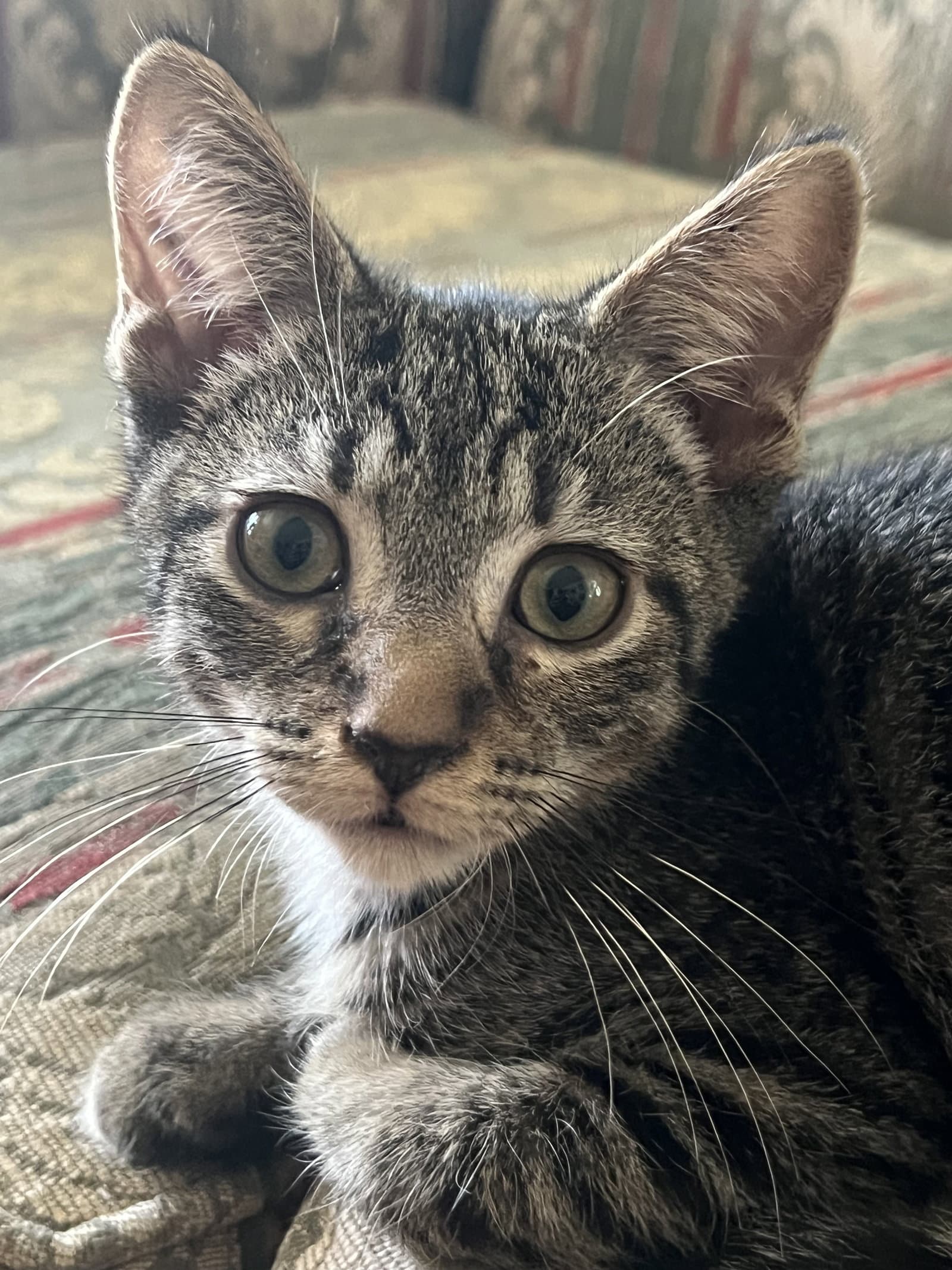 Spanky Nagle - Domestic Short Hair