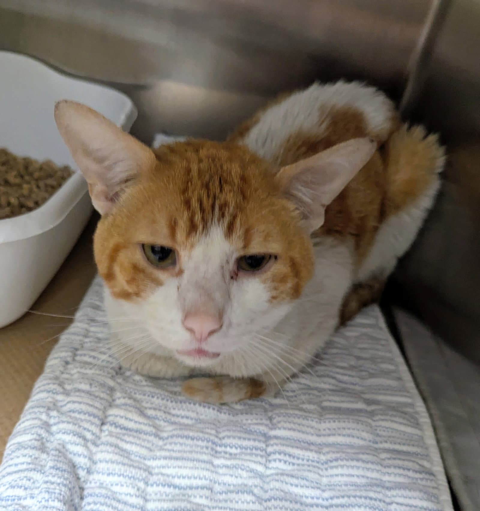 Hunky Hank Tas - Domestic Short Hair