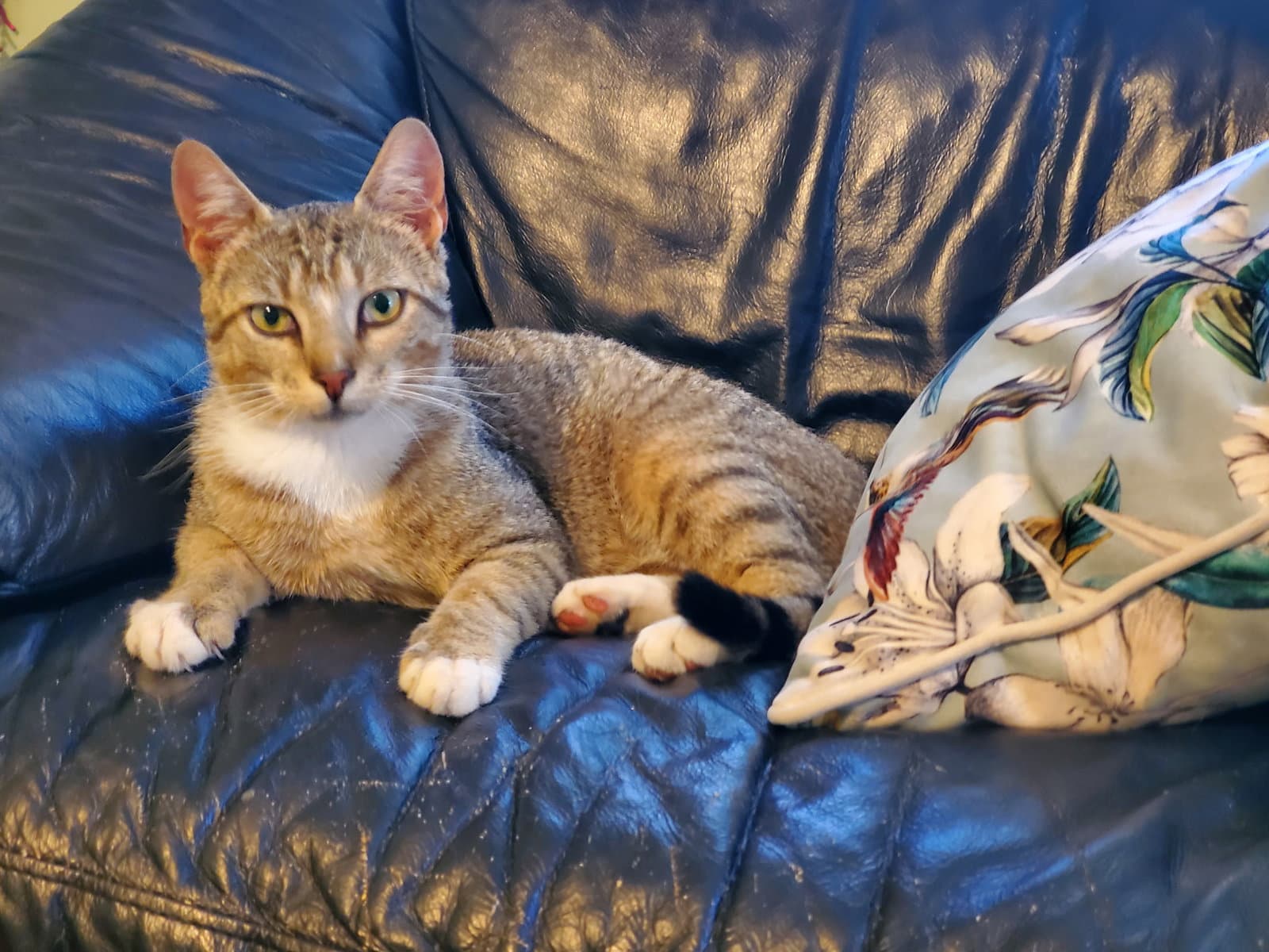 Jinx S - Domestic Short Hair