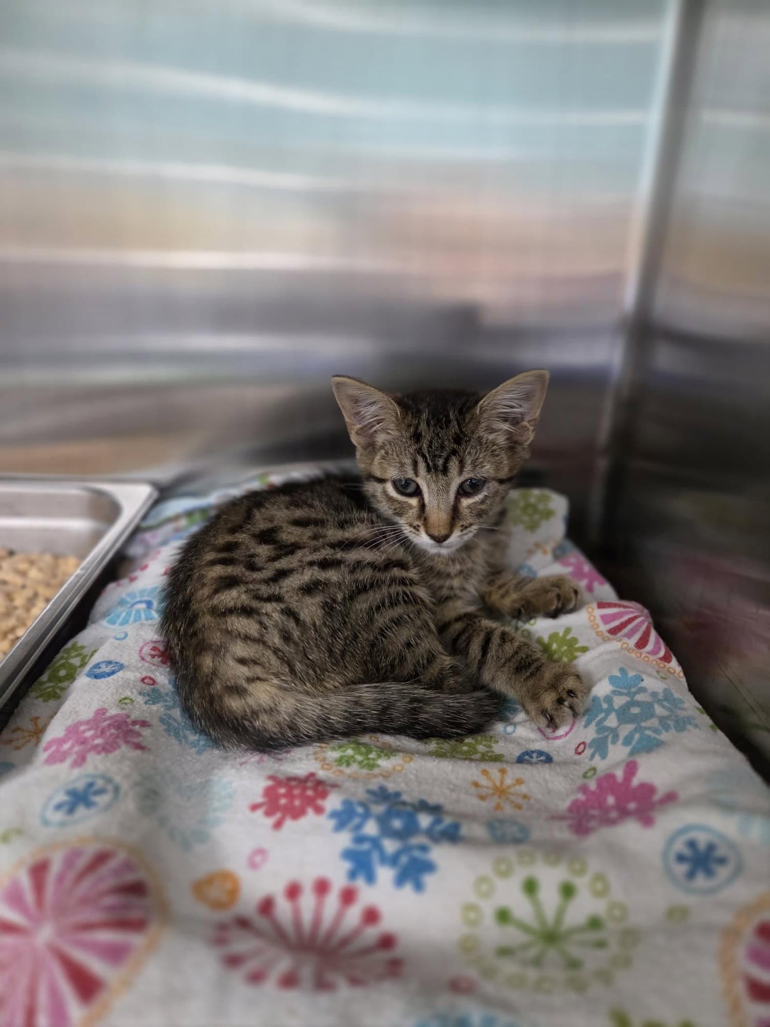 Garlic Tas - Domestic Short Hair