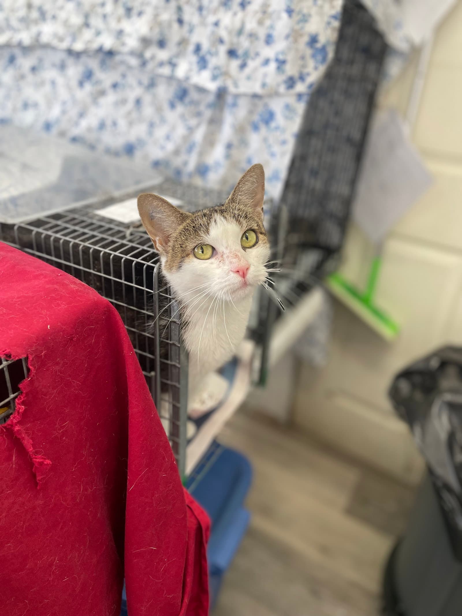 Fiona R - Domestic Short Hair