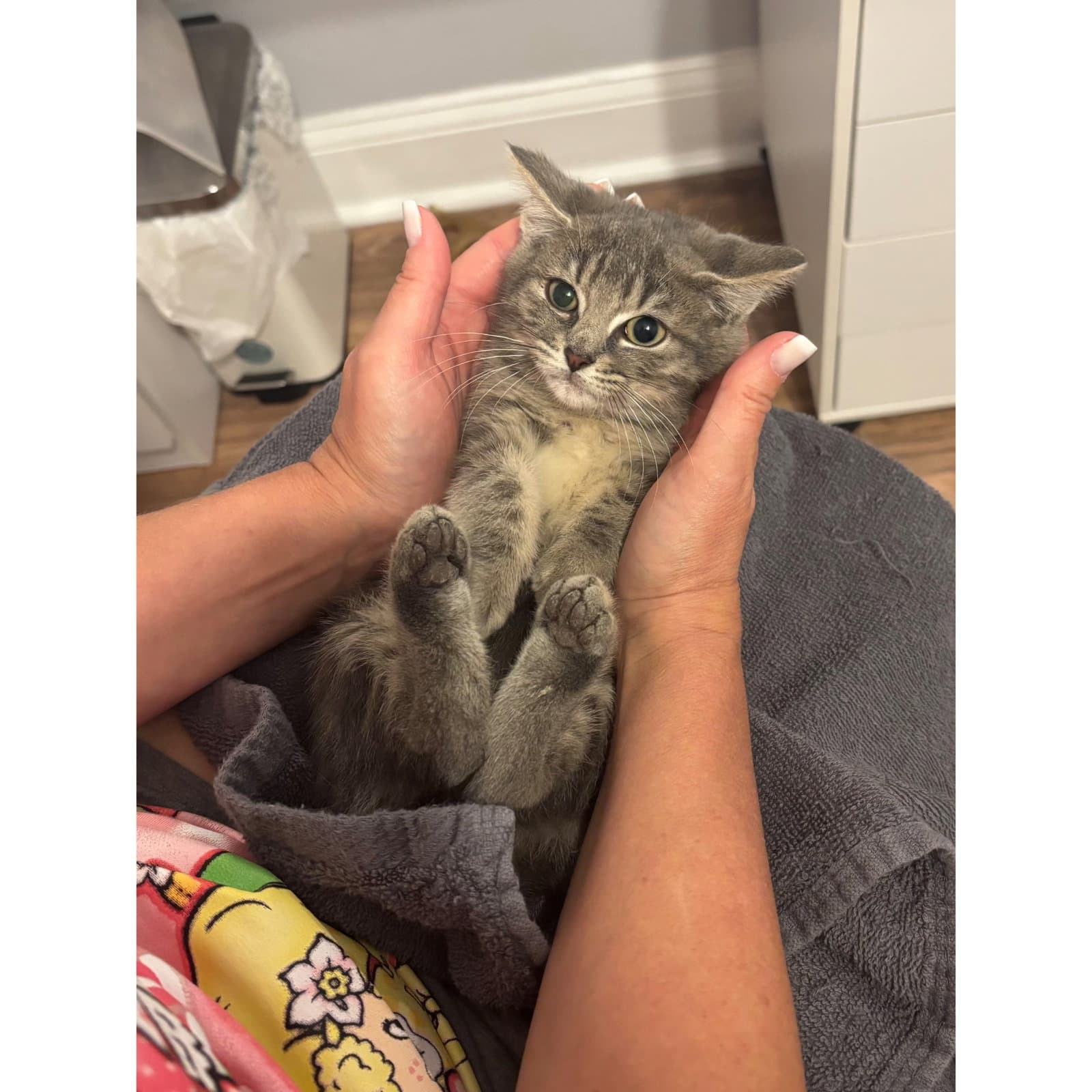 Gretchen Mean Girls - Domestic Short Hair