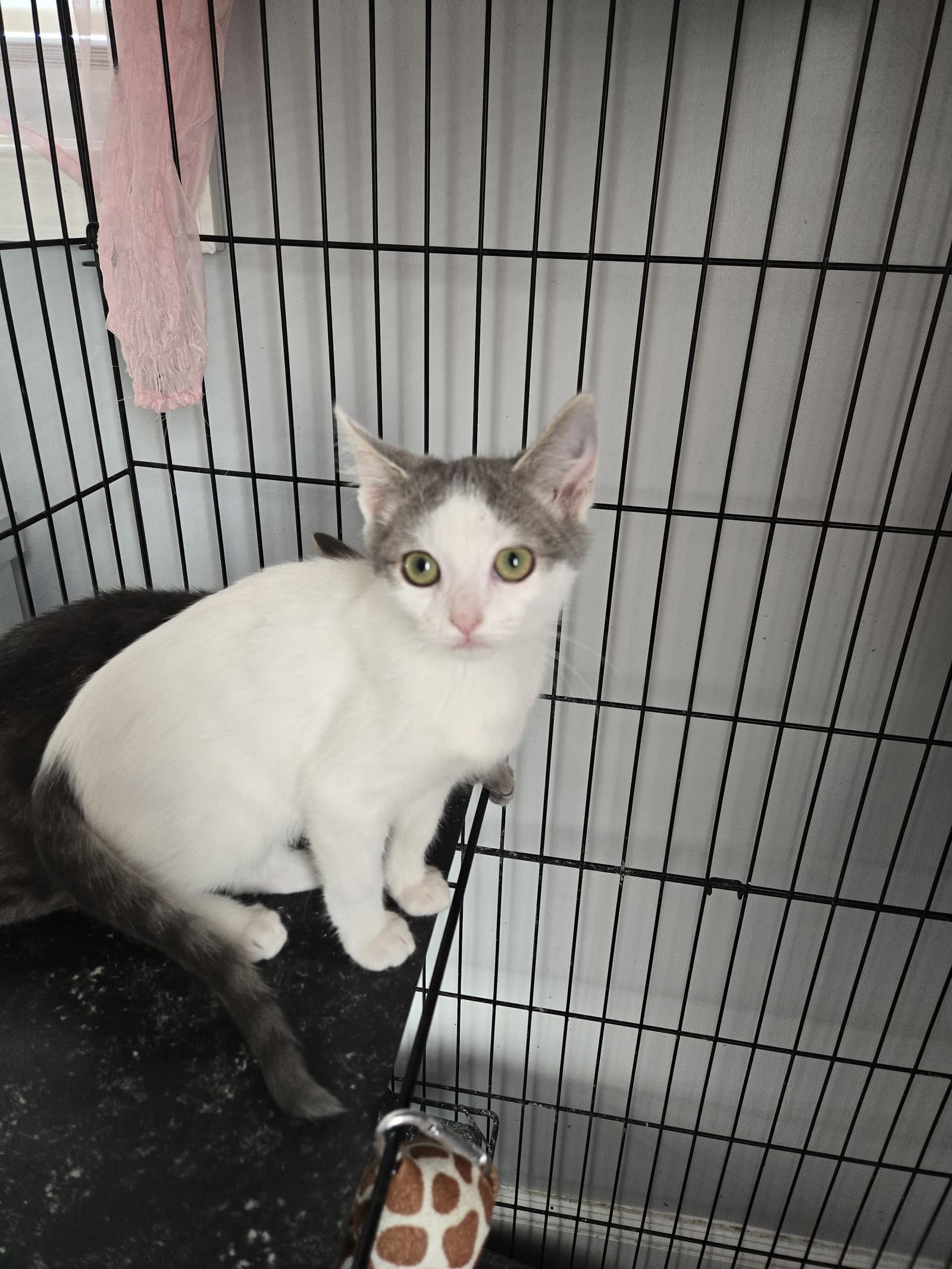 Regina Mean Girls - Domestic Short Hair