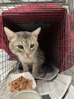 Dan Fiv image 4