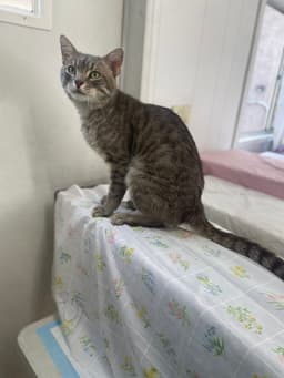 Dan Fiv image 1