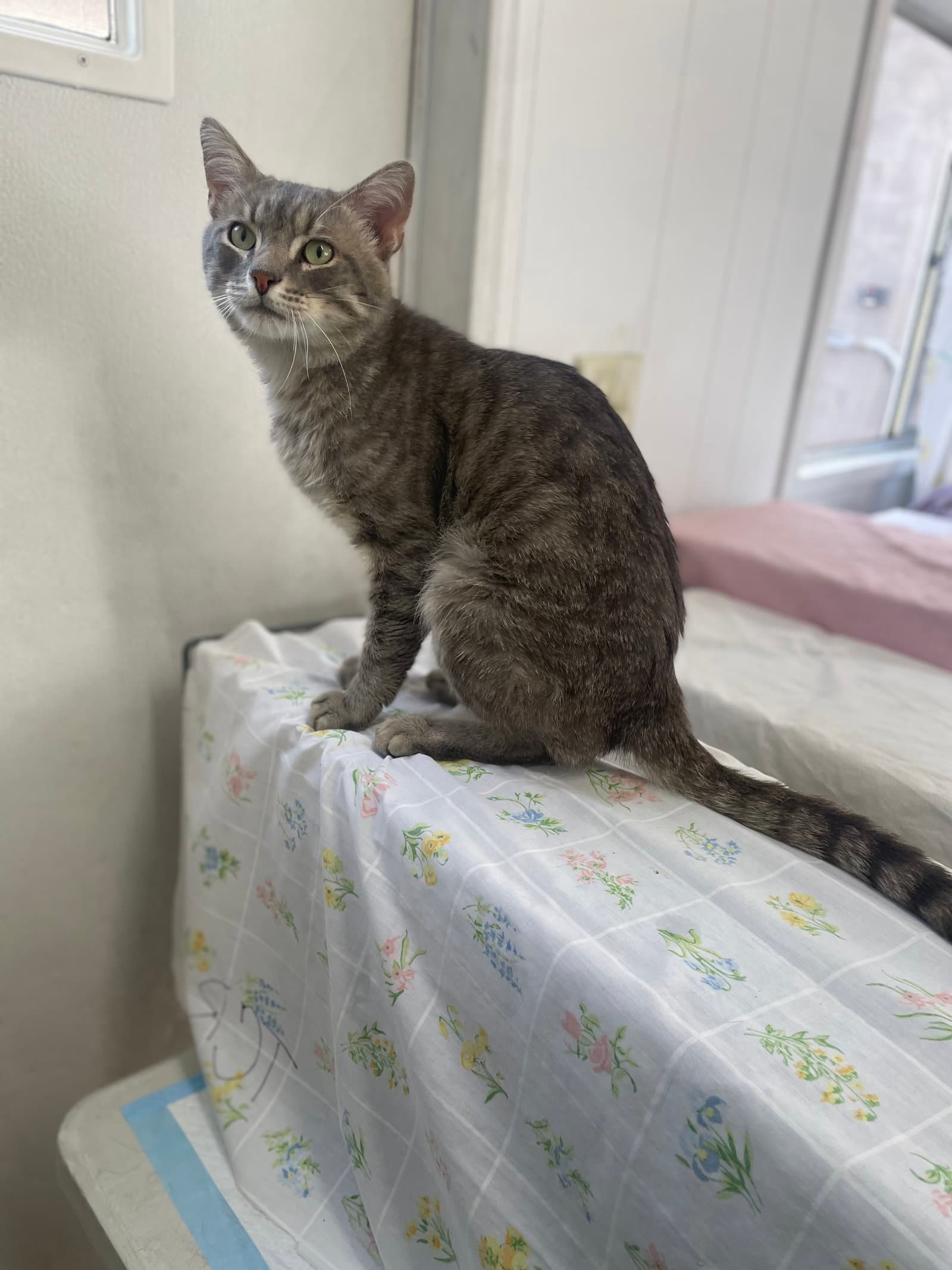 Dan Fiv - Domestic Short Hair