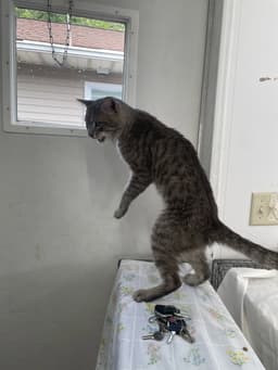 Dan Fiv image 3