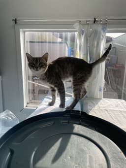 Dan Fiv image 2