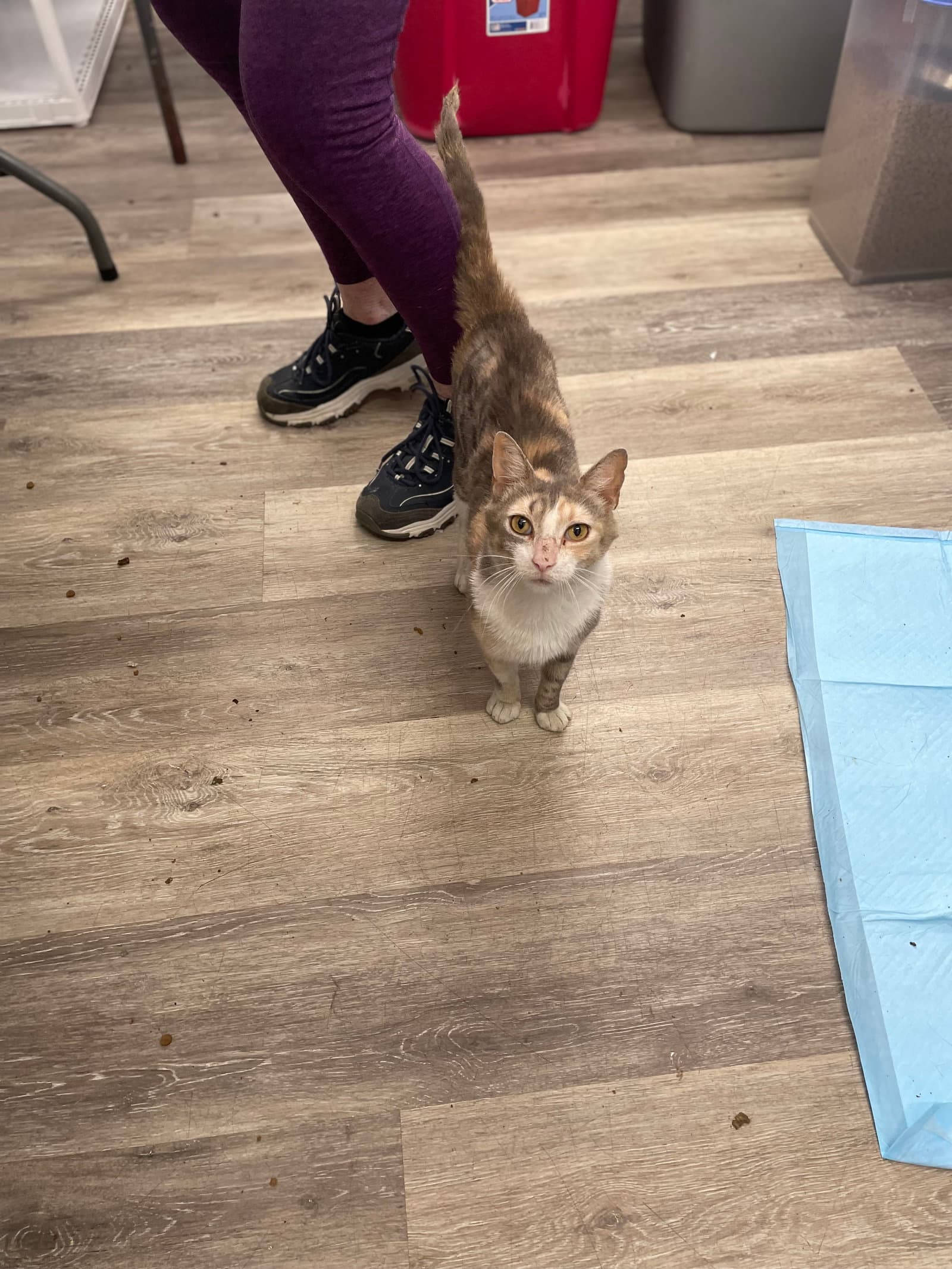Omma - Domestic Short Hair