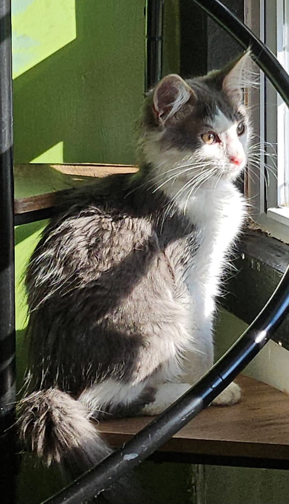 Cosmo Cattington - Domestic Medium Hair