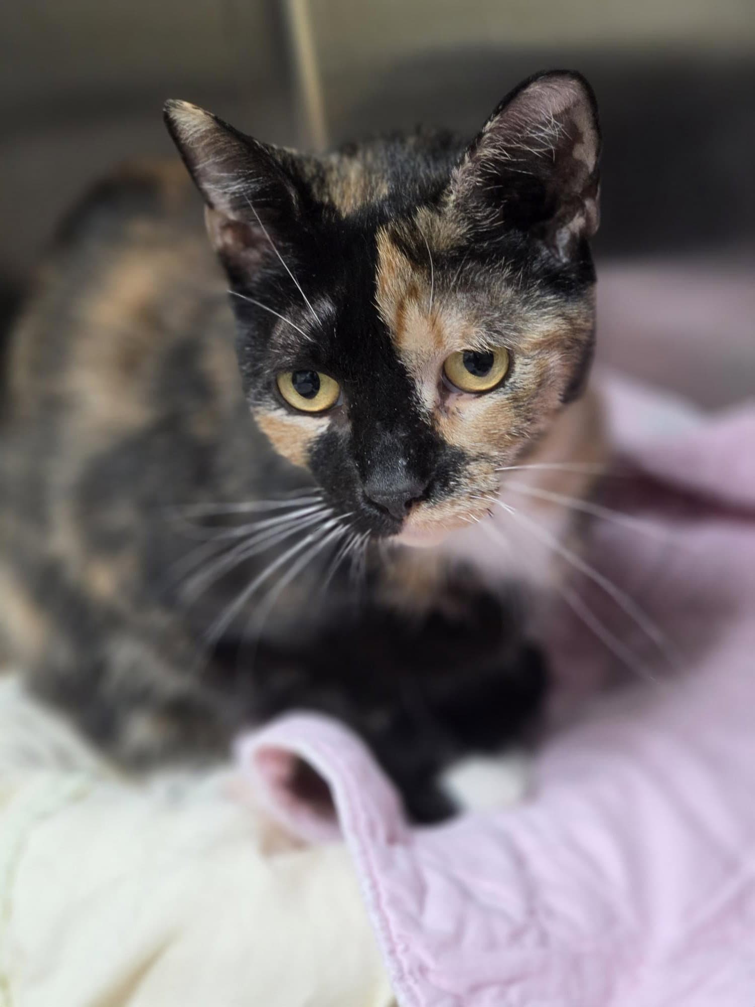 Pistachio Tas - Domestic Short Hair