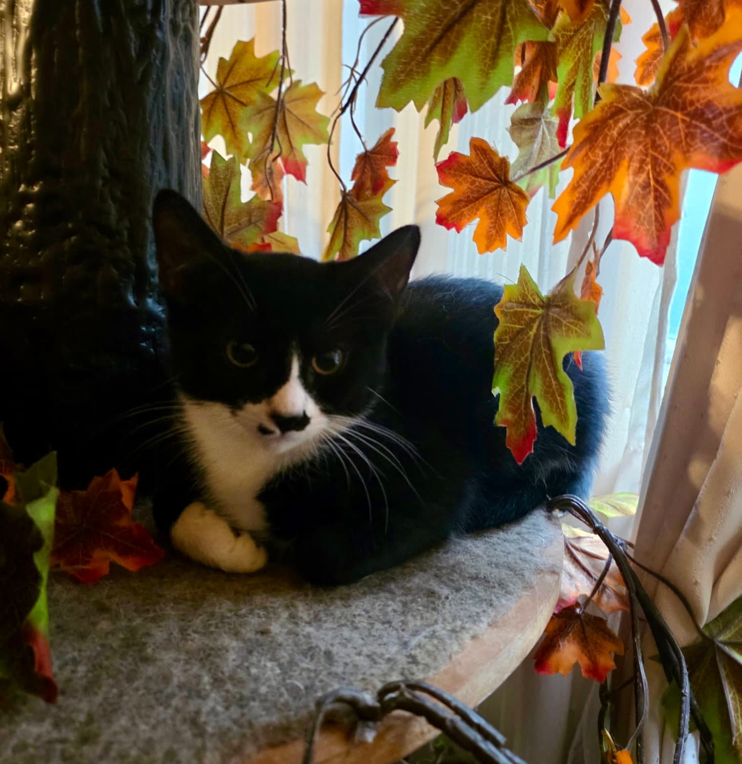 Billyblacky And Nelly - Domestic Short Hair