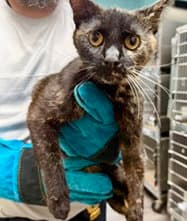Kitts Tas - Domestic Short Hair