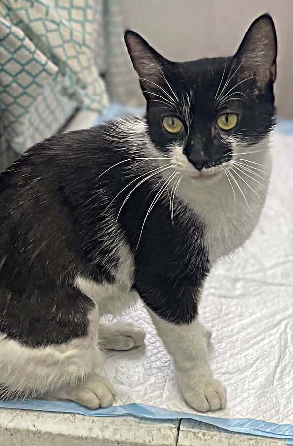 Bright Eyes - Domestic Short Hair