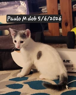 Paulo image 1