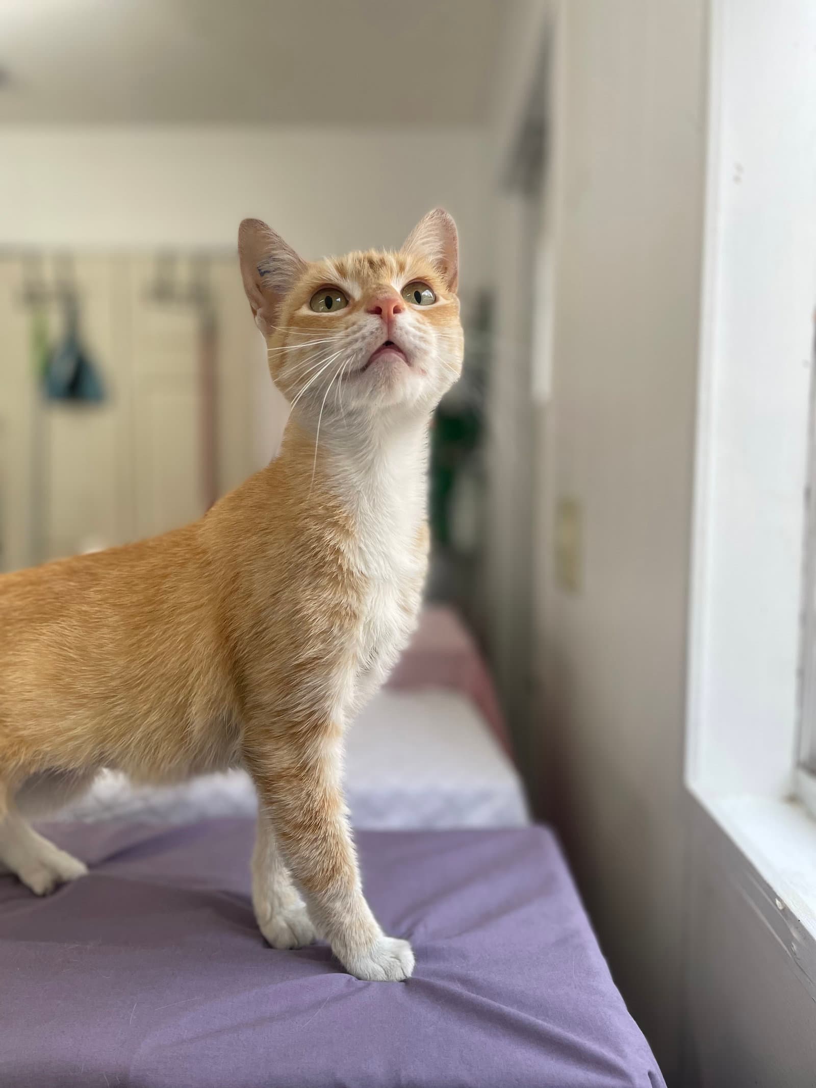 Norene - Domestic Short Hair
