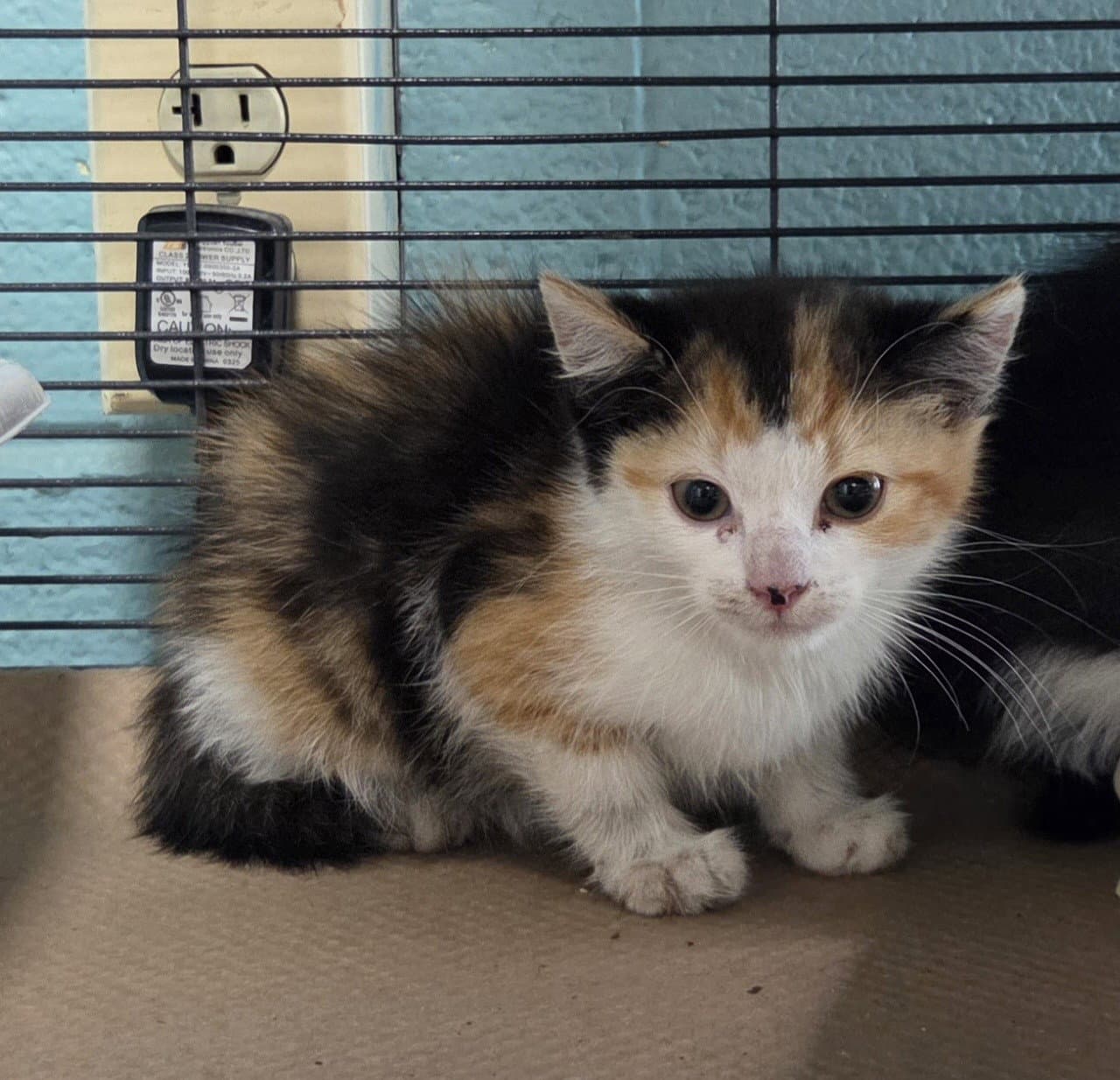 Reba Tas - Domestic Medium Hair