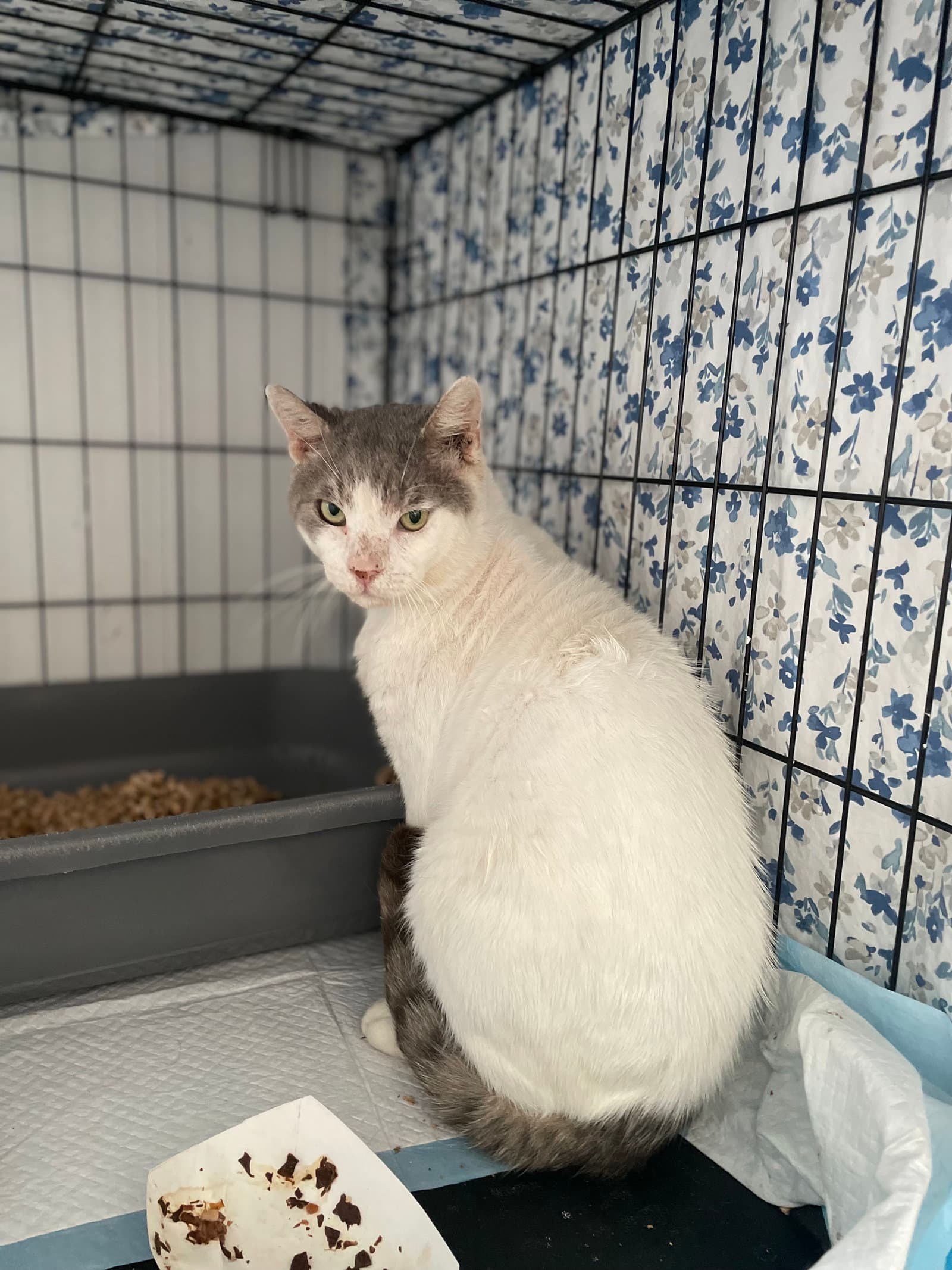 Steelie Dan - Domestic Short Hair