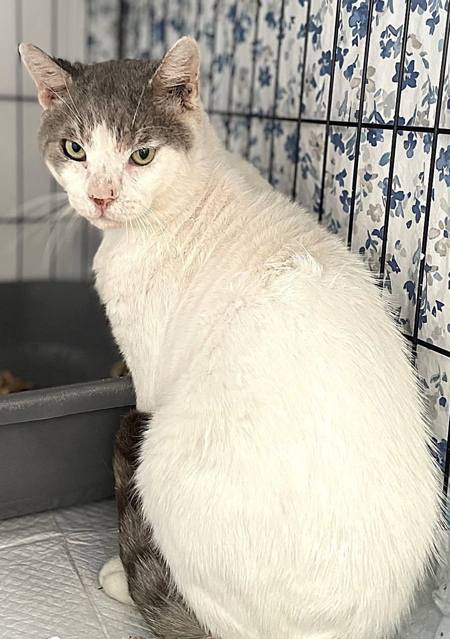 Steelie Dan - Domestic Short Hair