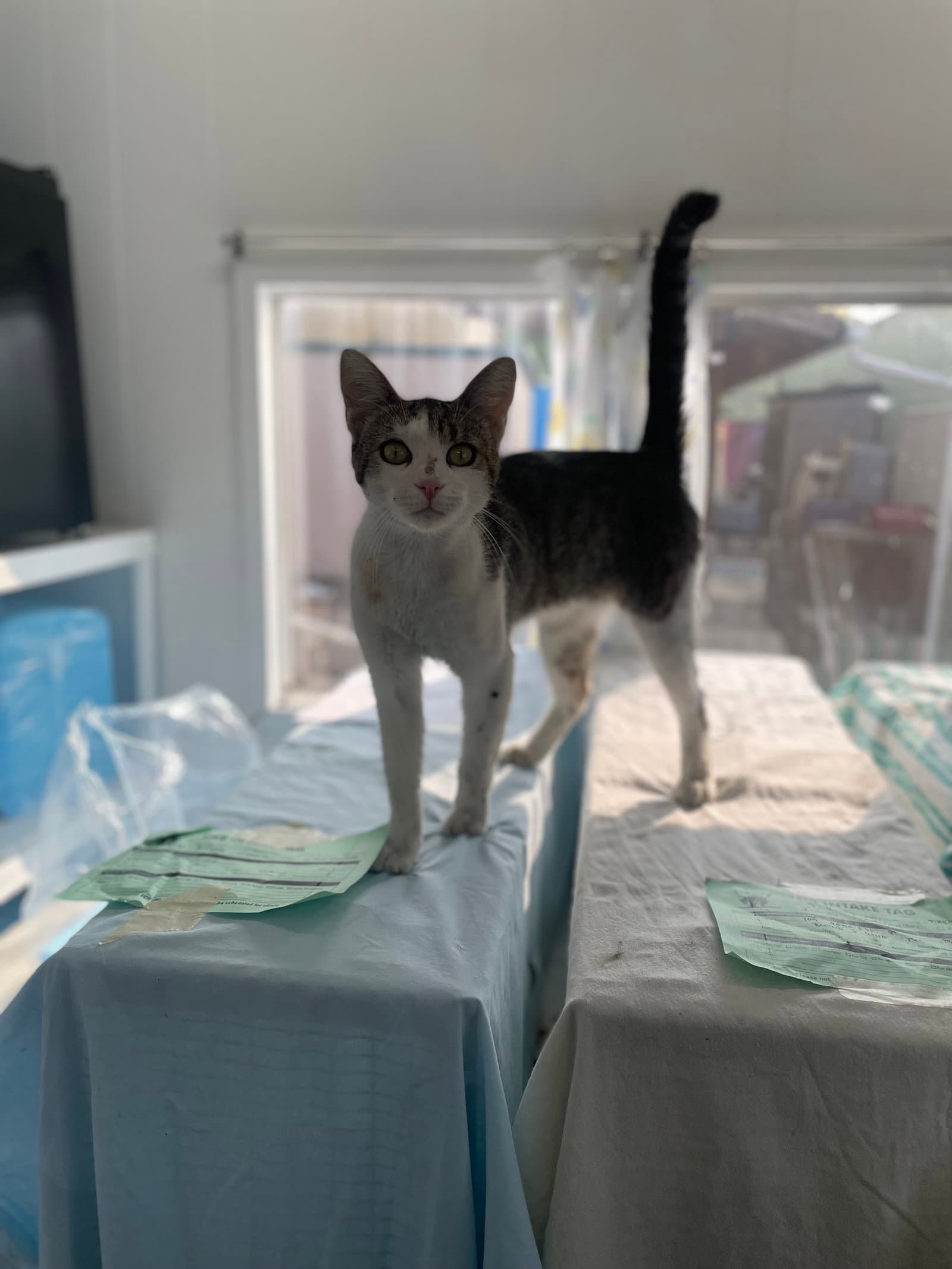Dooper - Domestic Short Hair