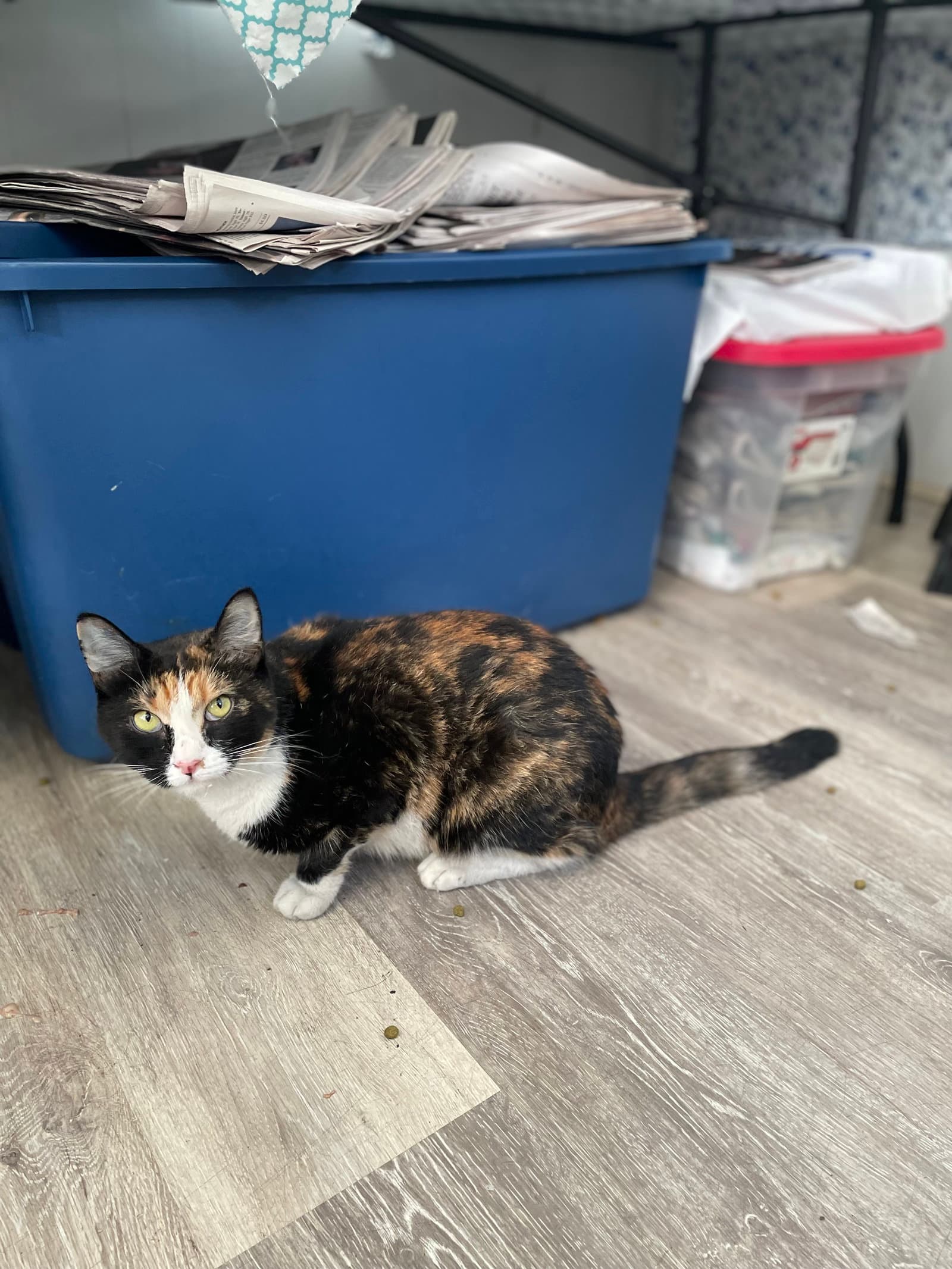 Spice Girl - Domestic Short Hair