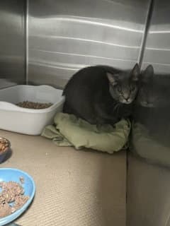 Cole Tas - Domestic Short Hair