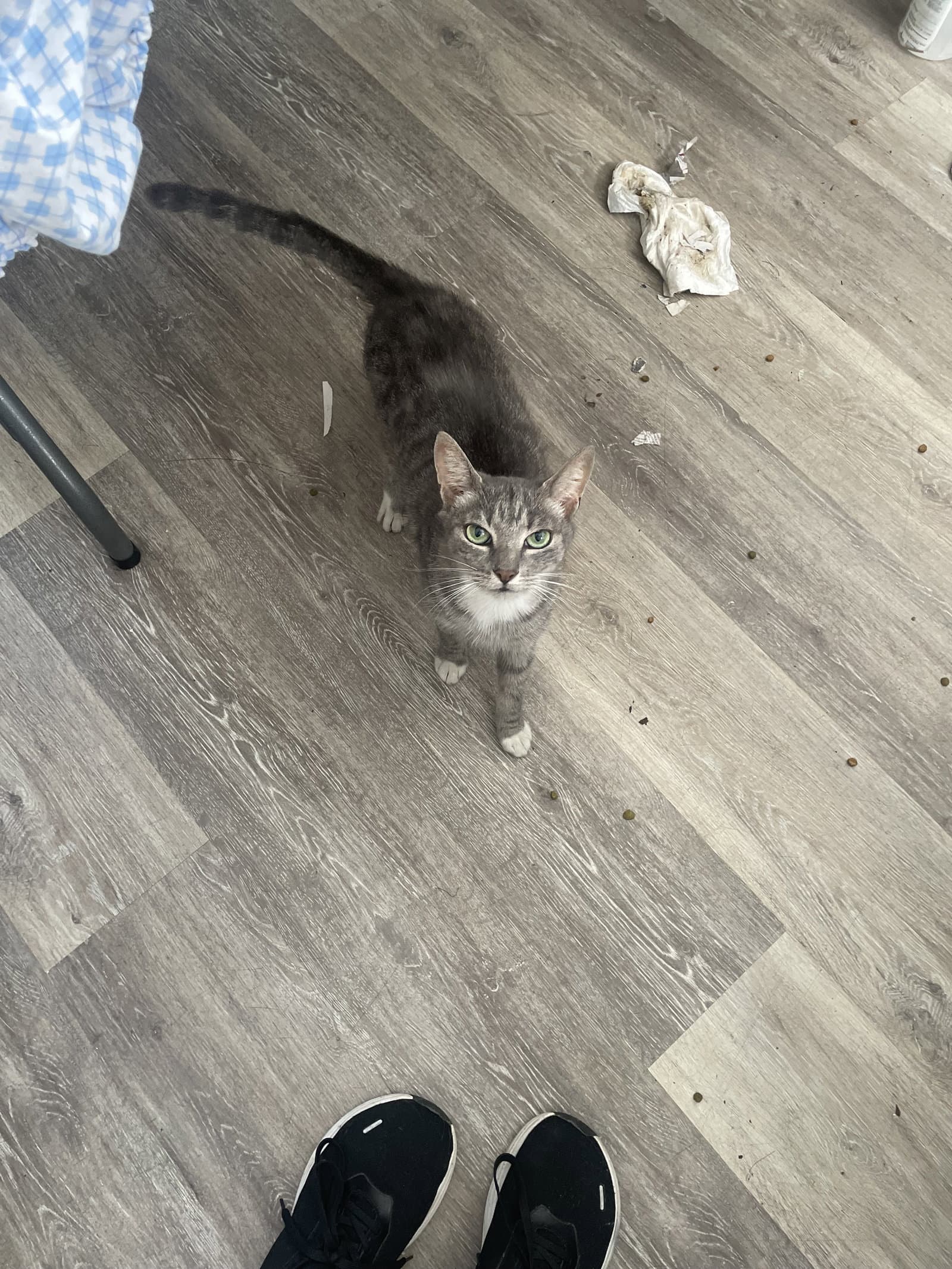 Karina Sherman - Domestic Short Hair