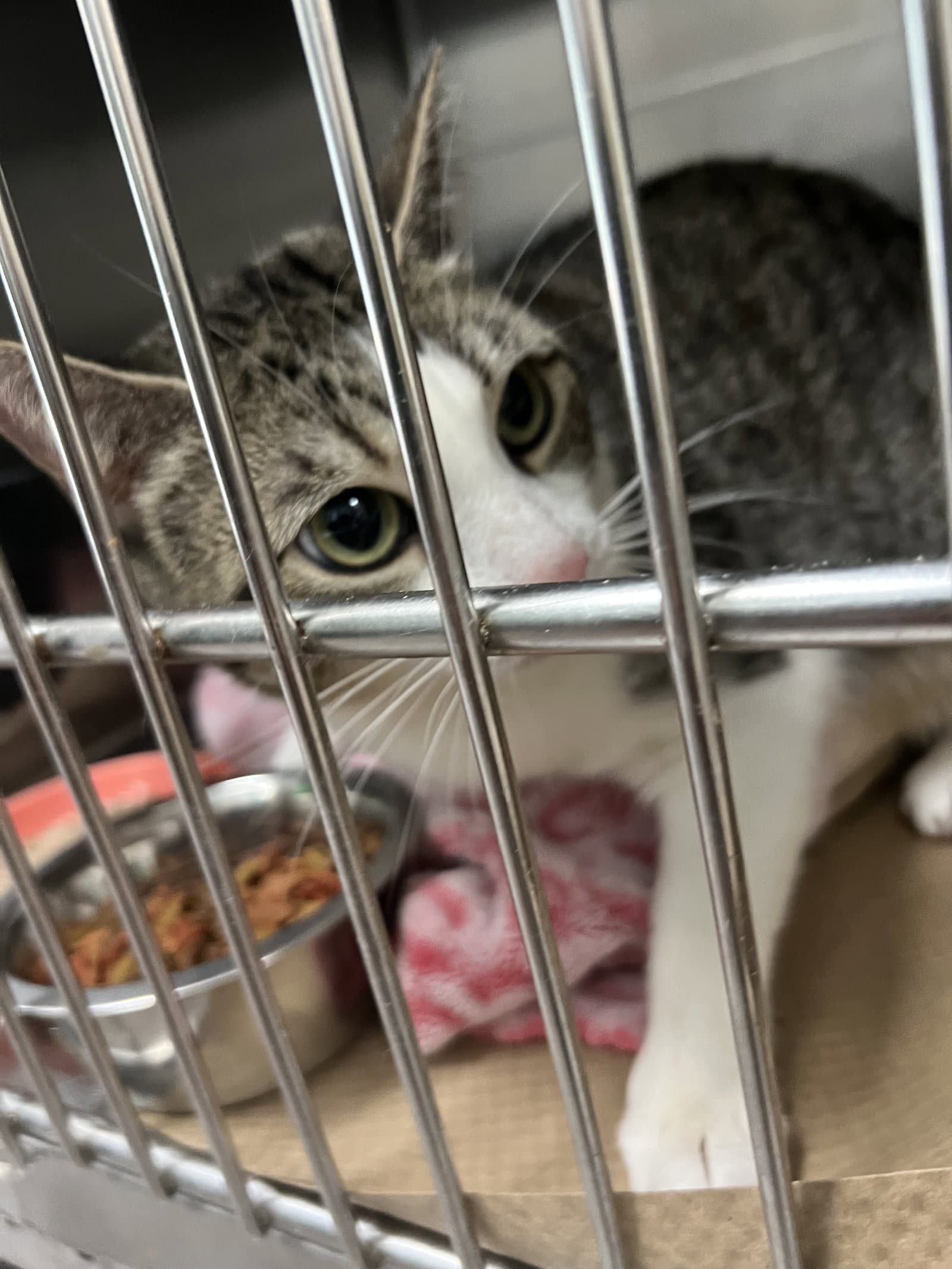 Breeta Rivera Tas - Domestic Short Hair