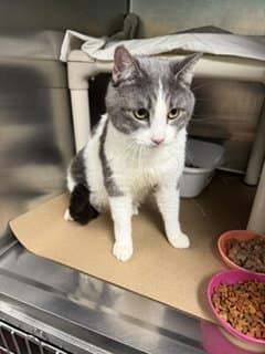 Mr Winston Tas - Domestic Short Hair