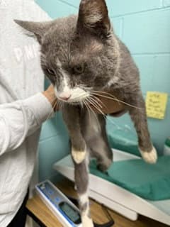 Hoge Tas - Domestic Short Hair