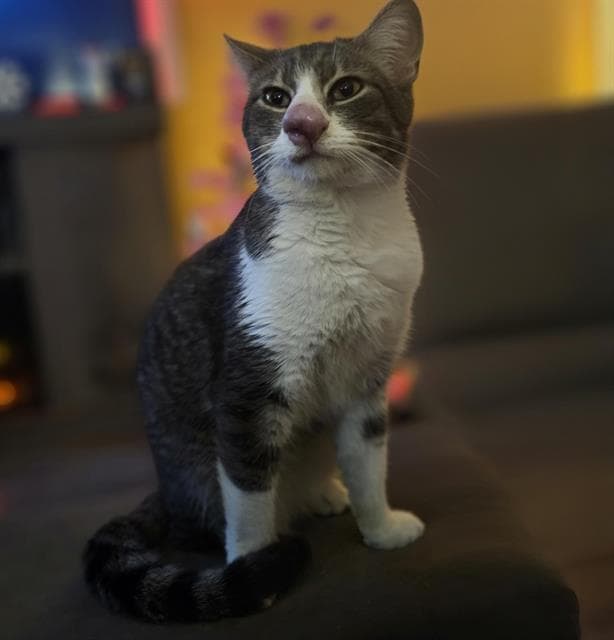 Mumble - Domestic Short Hair