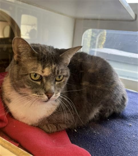 Thumbalina - Domestic Short Hair