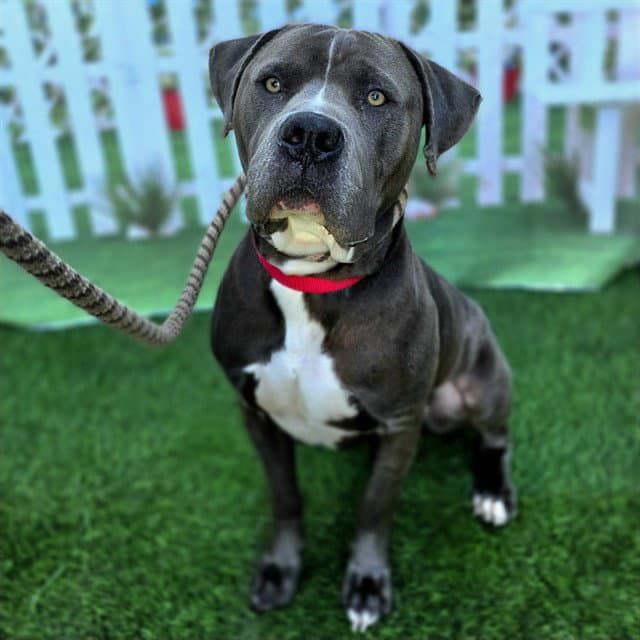 Rocky - Pit Bull Terrier
