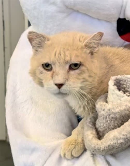 Marshall - Domestic Short Hair