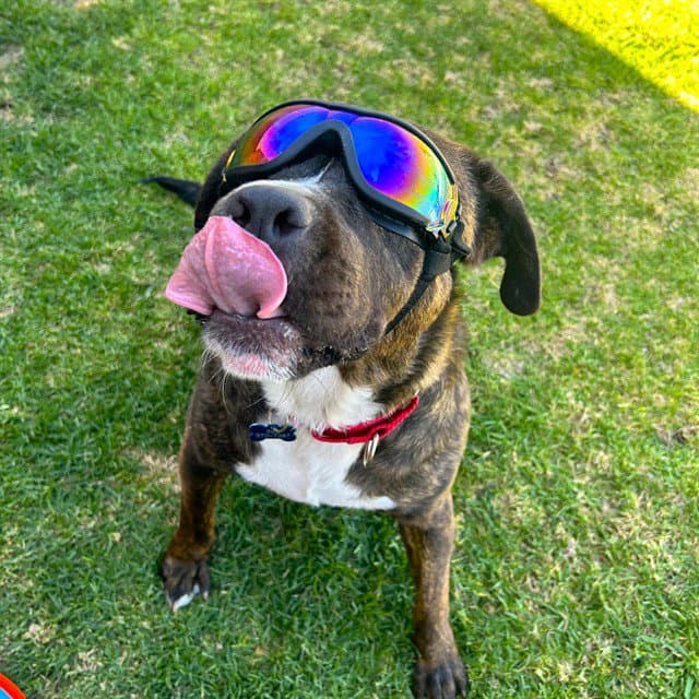 Rosco - Mastiff