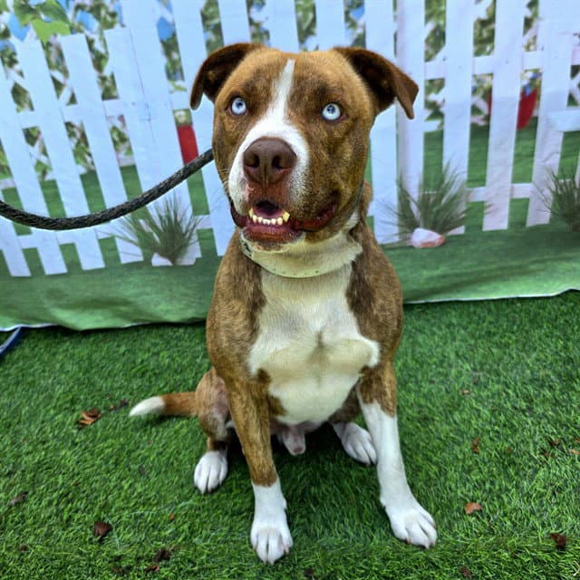 Maguire - Pit Bull Terrier