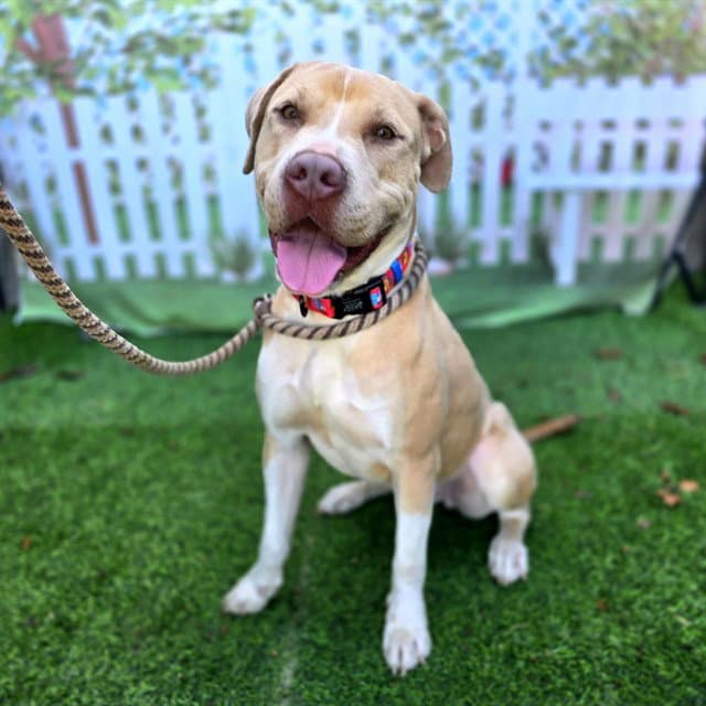 Sunshine - Pit Bull Terrier