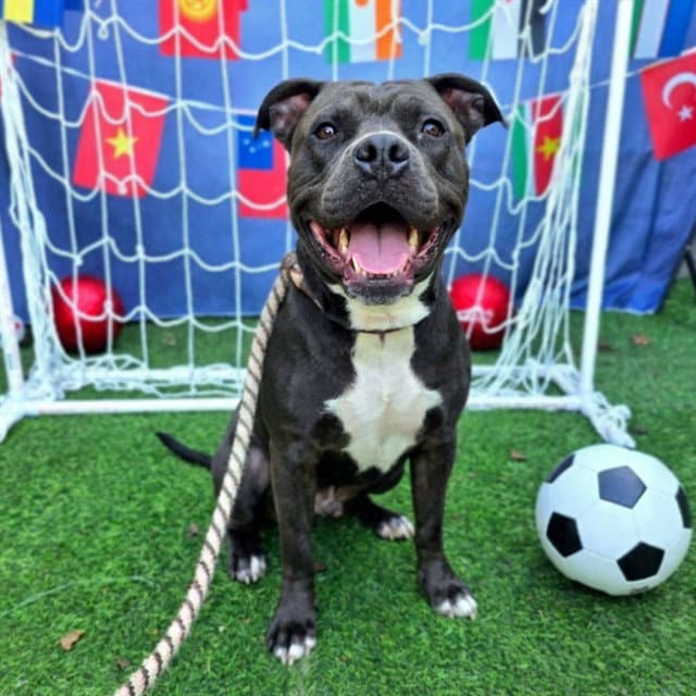 Thanos - Pit Bull Terrier