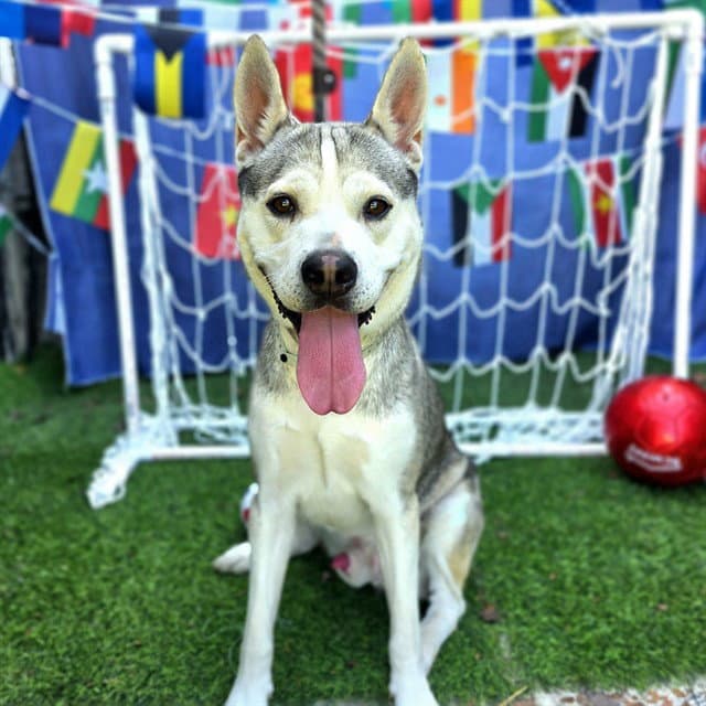 Rex - Siberian Husky