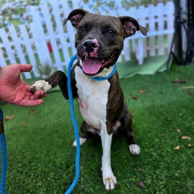 Stella - Pit Bull Terrier