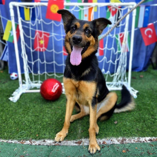 Poppy - German Shepherd Dog