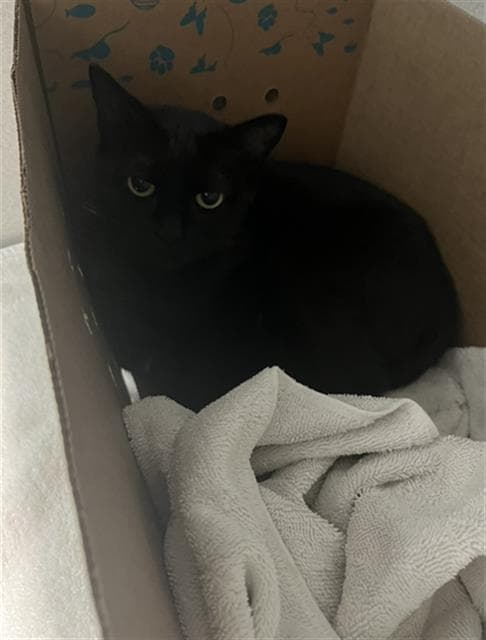 Bean - Domestic Short Hair