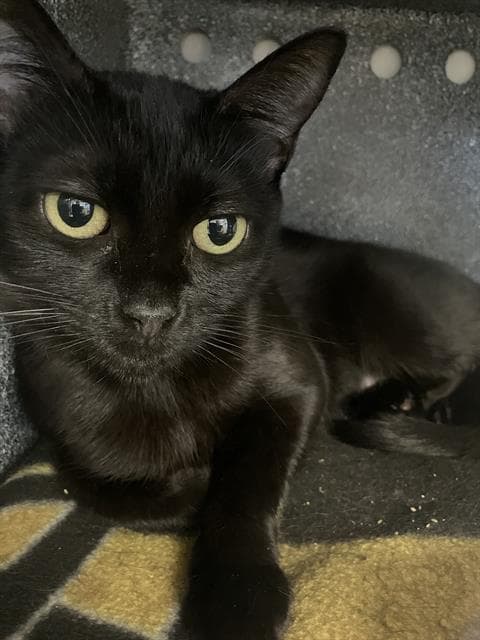 Bean - Domestic Short Hair