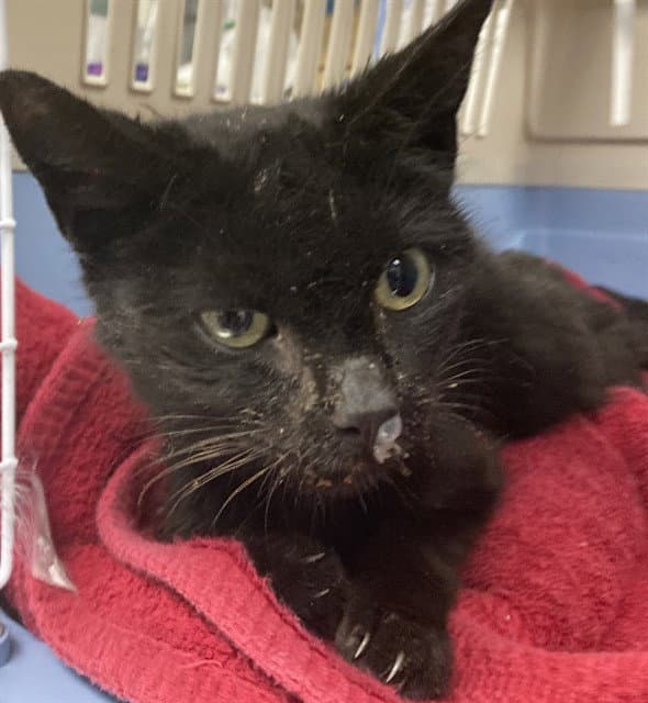 Gloria - Domestic Short Hair